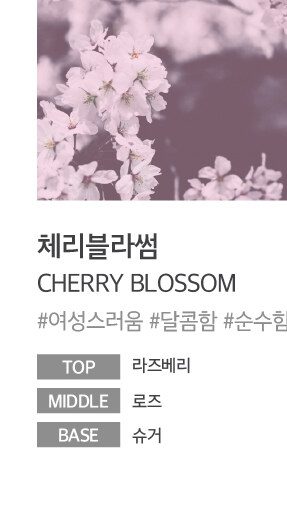 Cherry Blossom